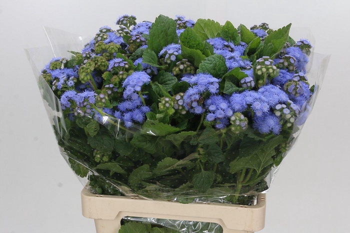 <h4>Ageratum Blue Planet</h4>