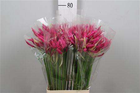 <h4>Ne Bo Alexandra</h4>