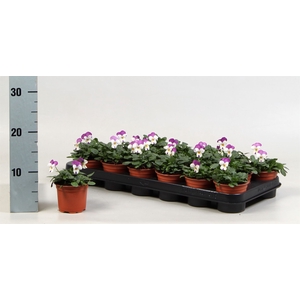 Viola corn. 'Evo Mini Lavender Pk'