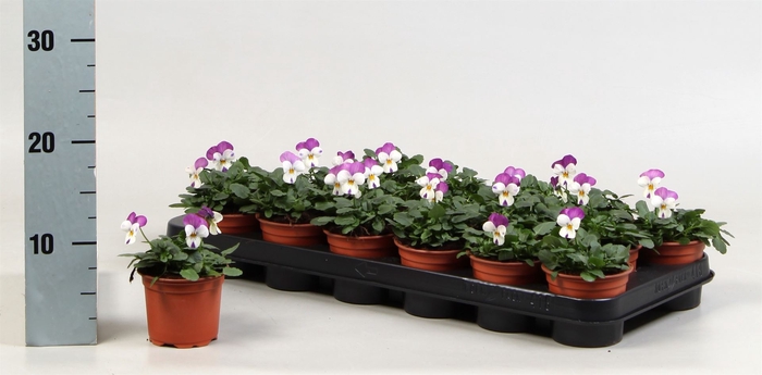 <h4>Viola corn. 'Evo Mini Lavender Pk'</h4>