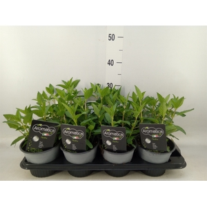 Mentha piperita