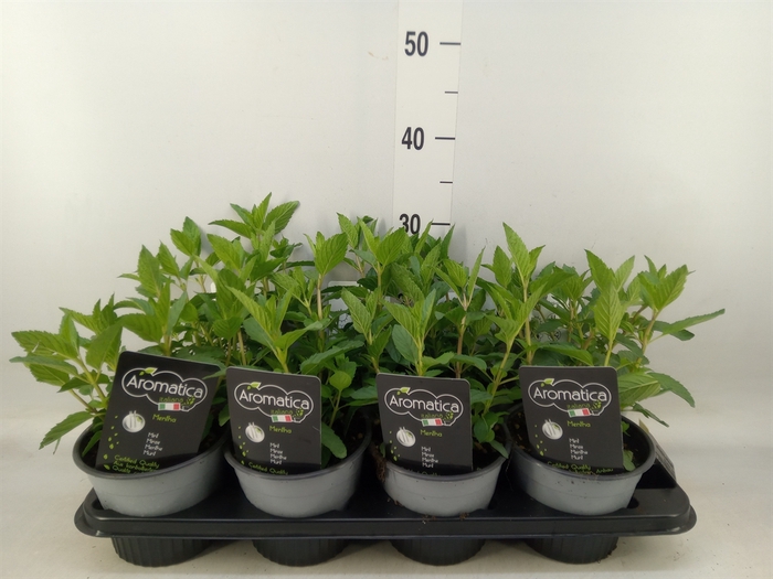 <h4>Mentha piperita</h4>