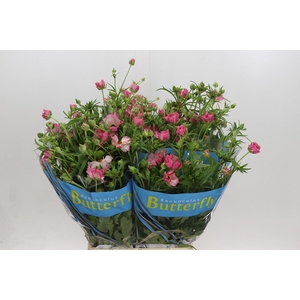 Ranunculus Butterfly Isis