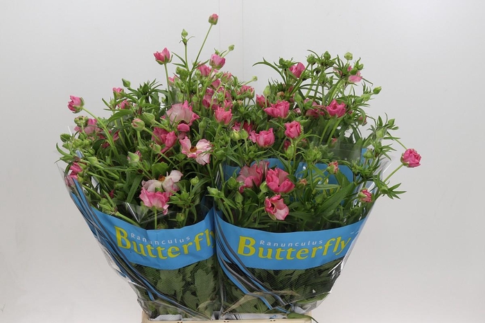 <h4>Ranunculus Butterfly Isis</h4>