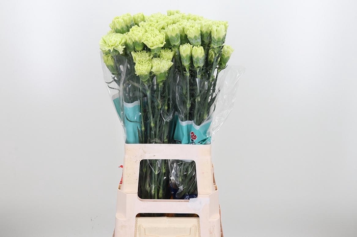 <h4>Di St Jungle</h4>