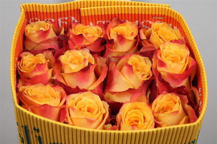 <h4>R Gr Silantoi Ec</h4>