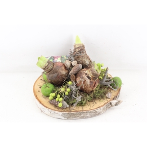 arr4 Amaryllis MB - Hout schijf L 3bol