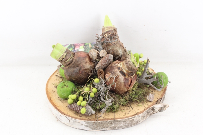 <h4>arr4 Amaryllis MB - Hout schijf L 3bol</h4>