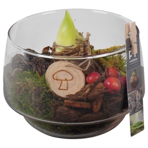 PTAA7574 Arrangementen Hippeastrum