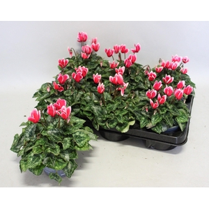 Cyclamen Super Serie Fuji Red