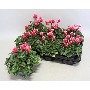 Cyclamen Super Serie Fuji Red