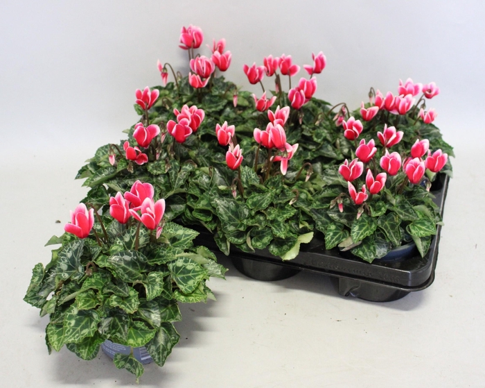 <h4>Cyclamen Super Serie Fuji Red</h4>