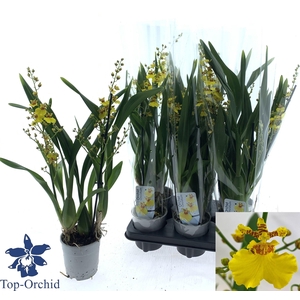 ONCIDIUM OV