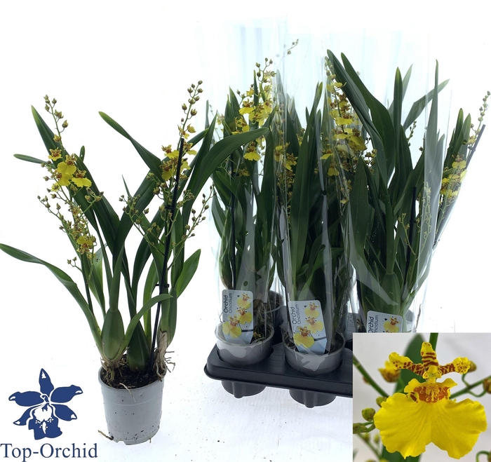 <h4>ONCIDIUM OV</h4>