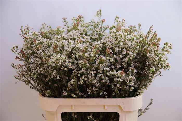 <h4>CHAME BLONDIE</h4>