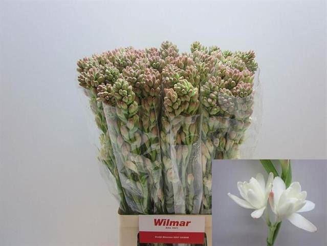 <h4>POLIANTHES TUBEROSA</h4>