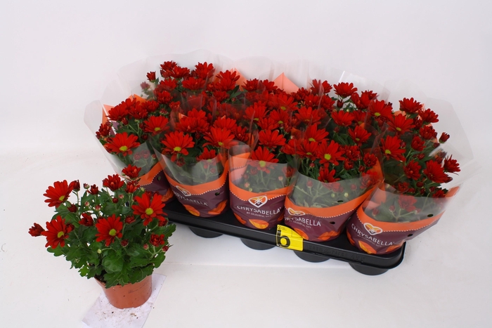 <h4>CHRYS ELLIOT</h4>