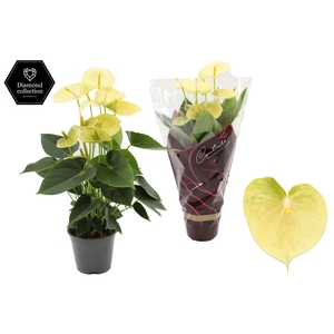 Anthurium 14 cm Vanilla in Couture Diamond Line Purple sleeve