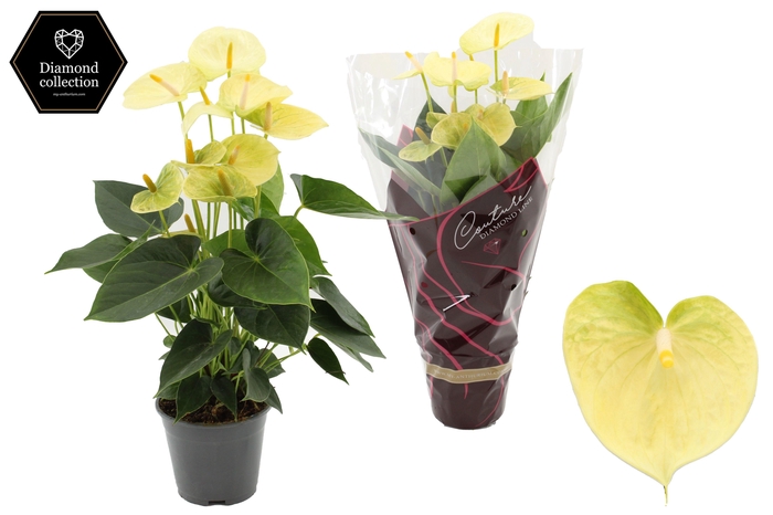 <h4>Anthurium 14 cm Vanilla in Couture Diamond Line Purple sleeve</h4>