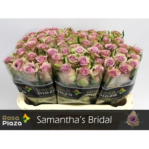 R GR SAMANTHA BRIDAL