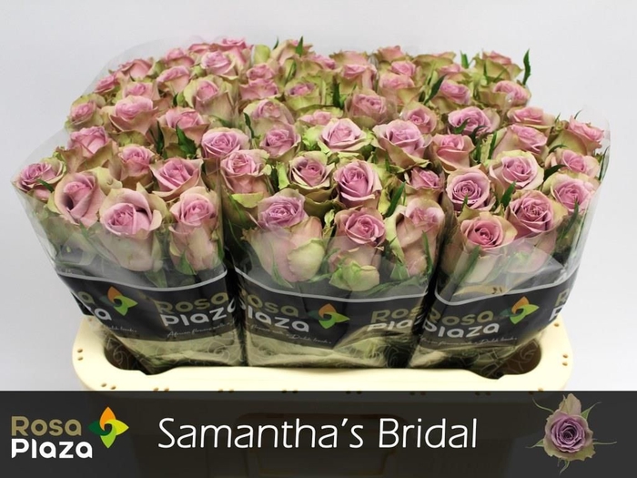 <h4>R GR SAMANTHA BRIDAL</h4>