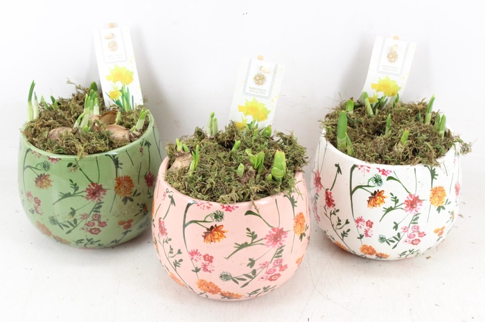 <h4>arr4 Hyacint FL - Early springtime rond x3</h4>