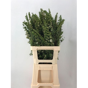 Spiraea Ov