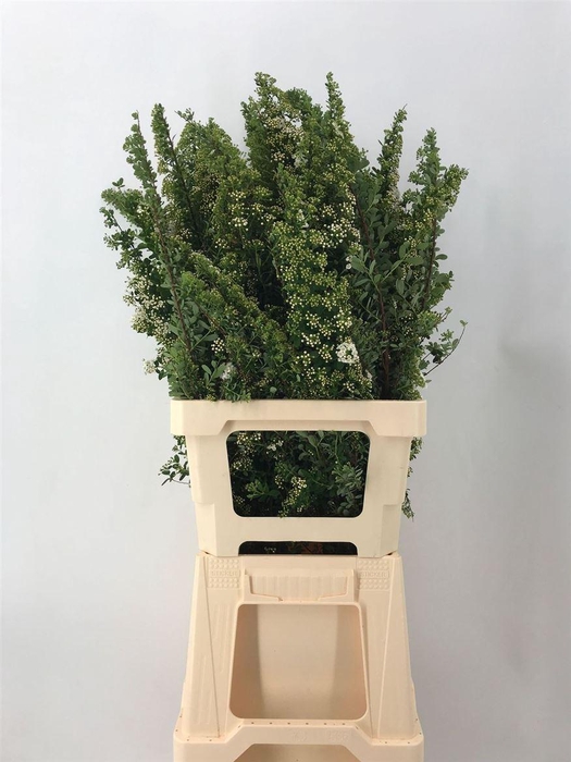 <h4>Spiraea Ov</h4>