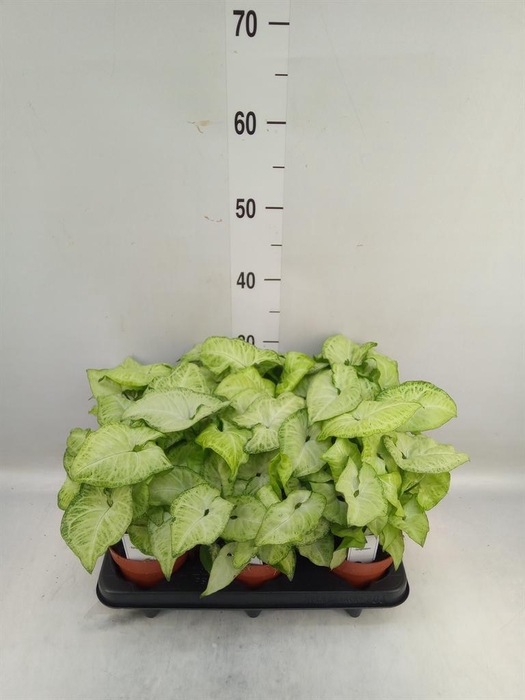 <h4>Syngonium   ...</h4>