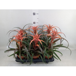 Tillandsia capitata 'Hermosa'