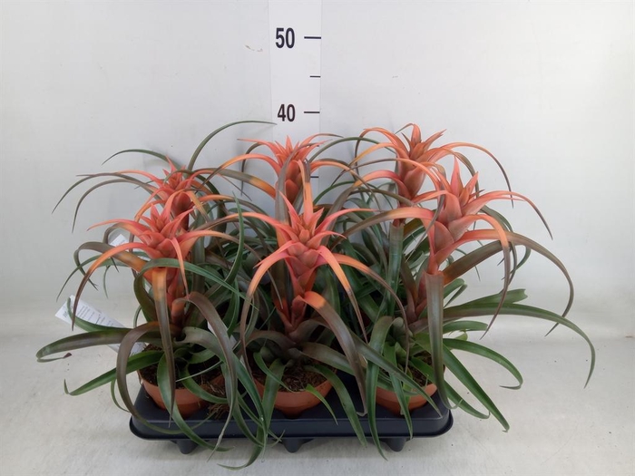 <h4>Tillandsia capitata 'Hermosa'</h4>