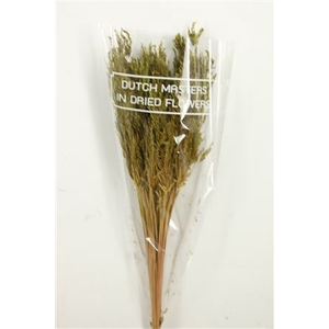 Dried Umbr. Sedge Sm. Leaf Green Bunch