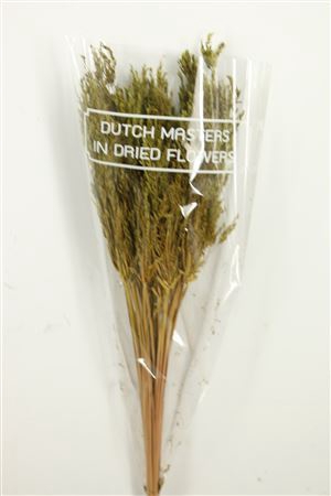 Dried Umbr. Sedge Sm. Leaf Green Bunch