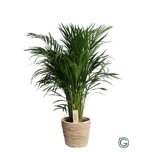 Areca in basket palmleaf