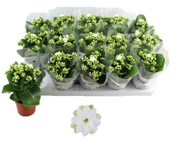 <h4>KALAN CALAN LUIJK EDWINA P9</h4>