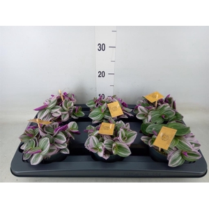 Tradescantia cerinth. 'Nanouk'