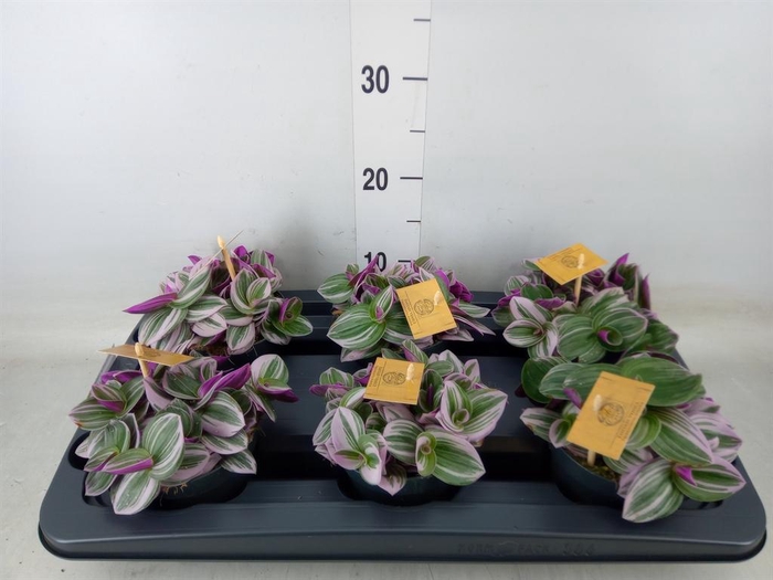 <h4>Tradescantia cerinth. 'Nanouk'</h4>