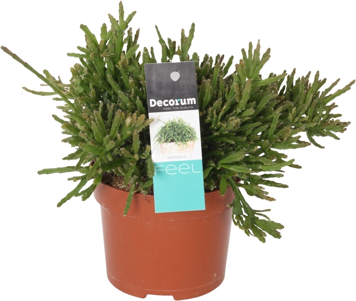 <h4>Rhipsalis Ewaldiana D10,5cm</h4>