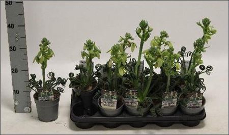 <h4>Albuca Friz Sizzle</h4>