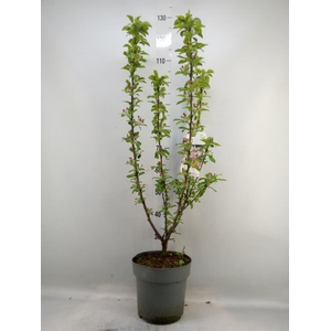 Malus  'Golden Hornet'