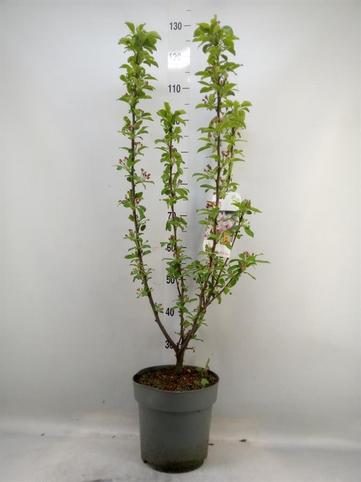 <h4>Malus  'Golden Hornet'</h4>