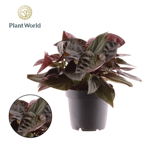 Syngonium Red Arrow