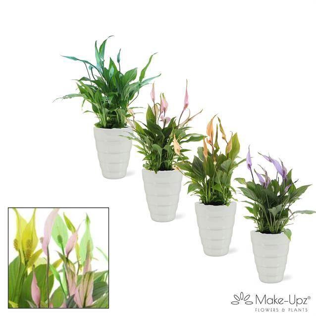 <h4>Spathiphyllum Chopin</h4>