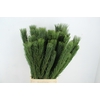 PINUS NIGRA 90/100CM HEADBRANCH PER STEM