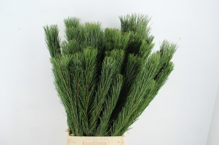 PINUS NIGRA 90/100CM HEADBRANCH PER STEM
