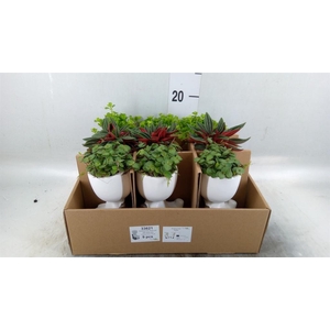 Arr.   Kamerplant Groen L%