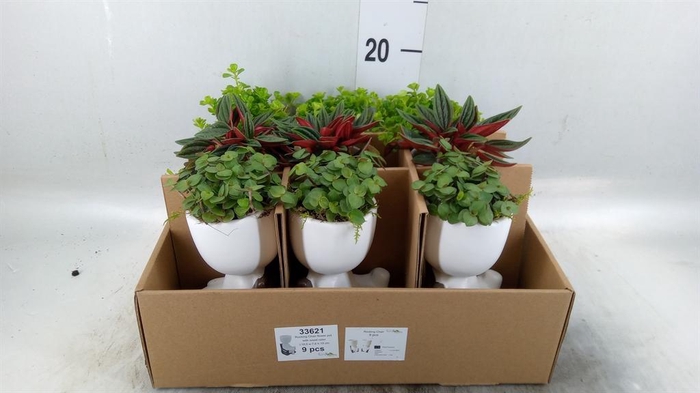 <h4>Arr.   Kamerplant Groen L%</h4>