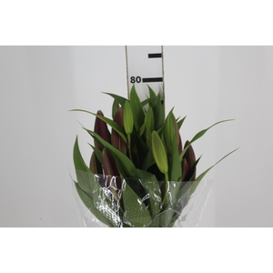 LIRIO TOUCHSTONE 080 CM HT 3/5 FLS