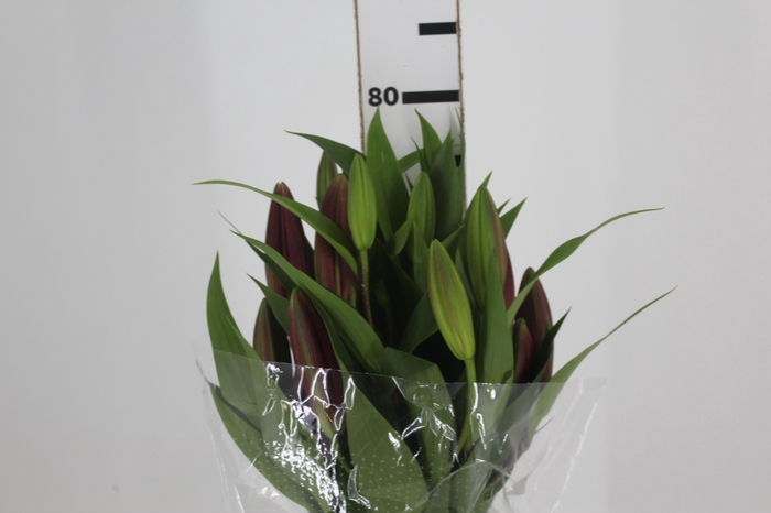 <h4>LIRIO TOUCHSTONE 080 CM HT 3/5 FLS</h4>