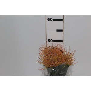 PROTEA LEUCOSPERMUM BICOLOR